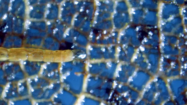 Midge larva under microscope moving on dead leaf skeleton