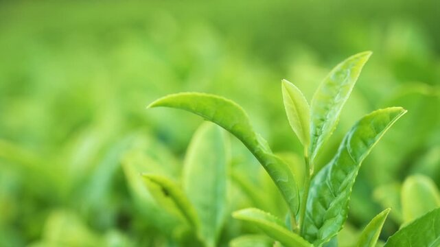 Closeup of green tea leaves glistening under soft natural light.