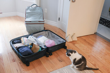 Family pet cat sitting next to suitcase ready for vacation