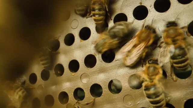 Beekeeping tools and buzzing life unite in a dance of care and harvest
