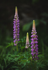 Group of purple lupine flowers blooming in garden in summer.