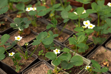 Blooming strawberry plants in small pots