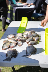 Group of fish on table
