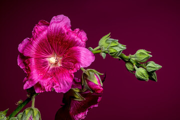Vibrant Pink Malva Bloom with Buds on a Pink Background