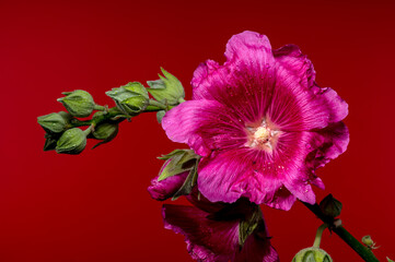 Vibrant Pink Malva Bloom with Buds on a Red Background