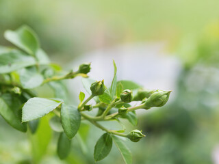 Several rose buds on Ambrose Jasmina climbing rose