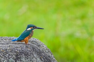 岩にとまってくつろぐカワセミ幼鳥オス