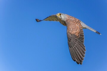 青空バックに餌を探して忙しそうに飛び回る子育て中のチョウゲンボウ...