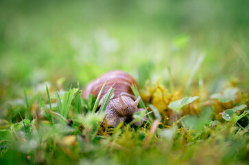 Close-up of snail crawling through fresh grass in summer garden