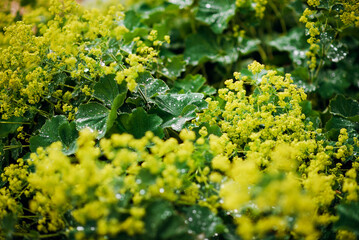Lush Green Leaves and Yellow Flowers with Dew