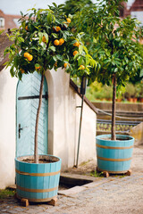 Lemon Trees in Blue Barrels by Rustic Wall