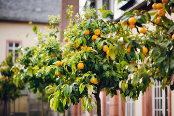 Orange Trees in a Courtyard