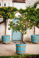 Lemon Trees in Blue Pots on Rustic Path