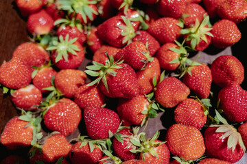 Red freshly picked strawberries in a cardboard picking box