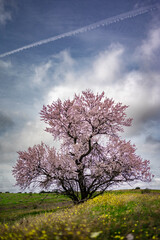 Resilience and Beauty: Spring Awakening