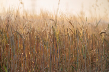 Golden wheat field  during harvest season