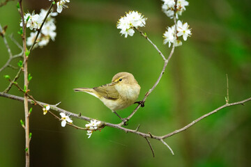 The common chiffchaff, Phylloscopus collybita, sits on a branch