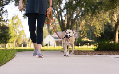 Woman in workout clothes walking leashed dog on sidewalk in park