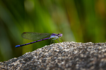 Blue damselfly resting on a rock