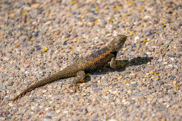A Yellow, Spiny Lizard in Tucson, Arizona