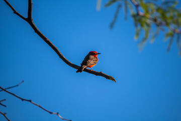 A Vermilion Flycatcher in Tucson, Arizona