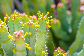 A flowering cactus in Tucson, Arizona