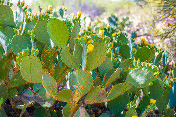 A flowering cactus in Tucson, Arizona