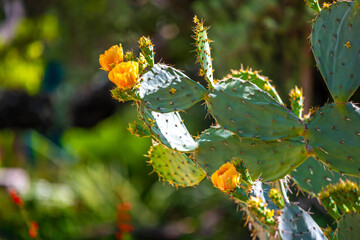A flowering cactus in Tucson, Arizona