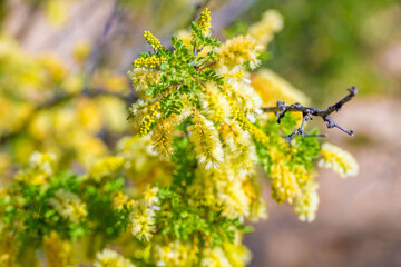 A flowering plants in Tucson, Arizona