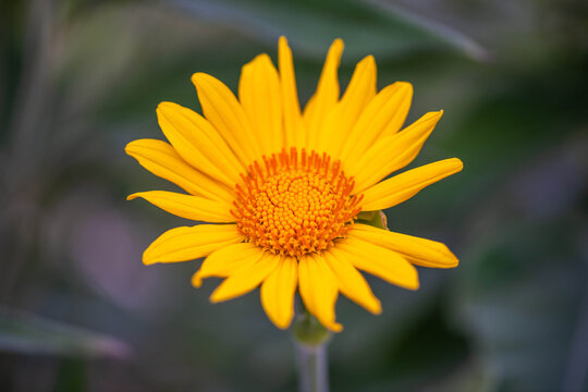 A False Sunflower in Tucson, Arizona