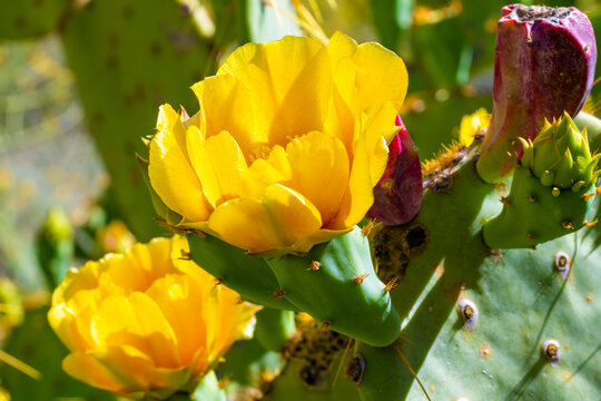 A flowering cactus in Tucson, Arizona