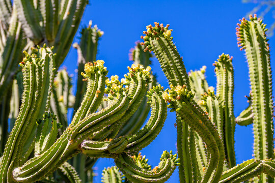 A flowering cactus in Tucson, Arizona