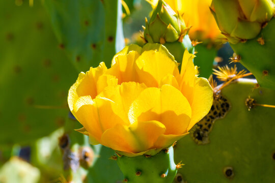 A flowering cactus in Tucson, Arizona