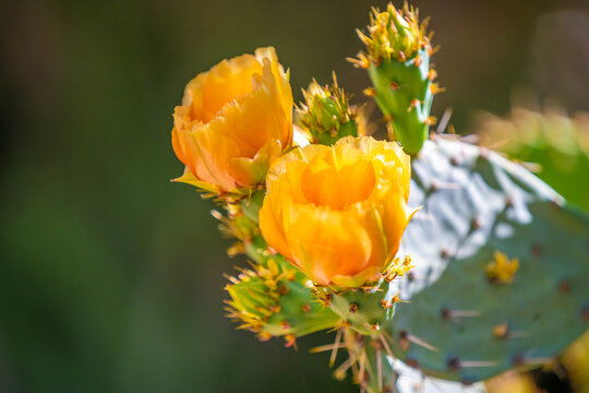A flowering cactus in Tucson, Arizona