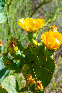 A flowering cactus in Tucson, Arizona