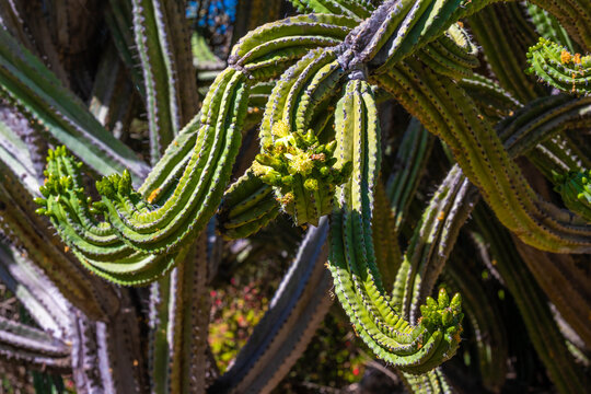 A flowering cactus in Tucson, Arizona
