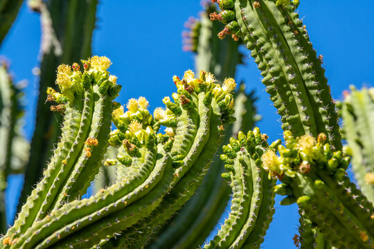 A flowering cactus in Tucson, Arizona