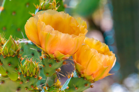 A flowering cactus in Tucson, Arizona