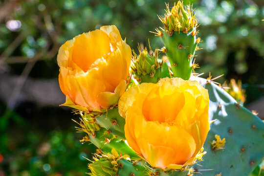 A flowering cactus in Tucson, Arizona