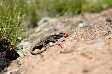 Highland Lizard Eating on Rocky Terrain in South Africa