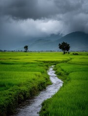 Obraz premium Serene rice field landscape rural area nature photography lush environment calm viewpoint tranquility concept