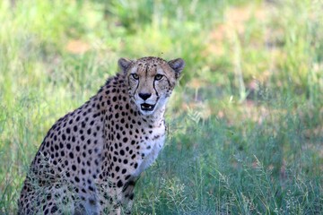 Cheetah Resting in Tall Grass with Alert Expression