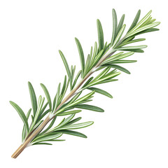 Fototapeta premium Fresh green rosemary herb sprig leaves