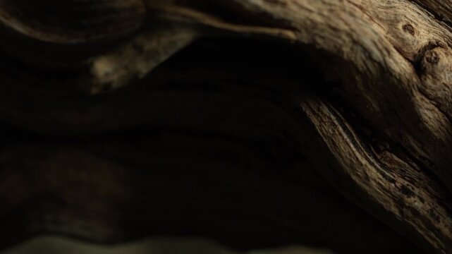 Macro video of sculpted driftwood curves with shadow and wood grain