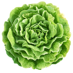 Obraz premium Fresh, organic green cabbage head, isolated on white, a healthy leafy vegetable perfect for salads