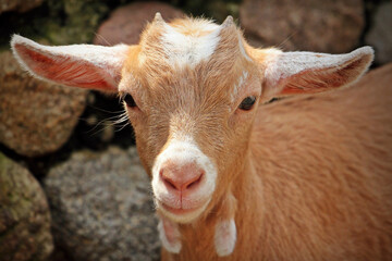 close up of a baby goat