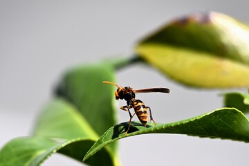 セグロアシナガバチ
