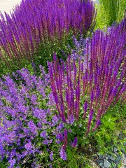 Fototapeta premium Sage and catnip. Vertical image.