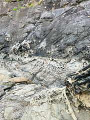 Honeycomb Weathering on Coastal Rocks