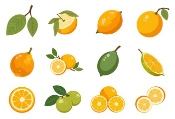 Collection of colorful citrus fruits in various styles and shapes  